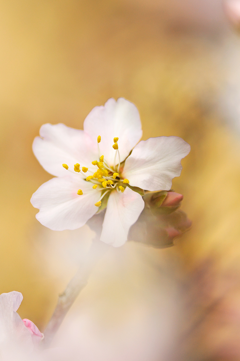 Mandorlo in fiore......