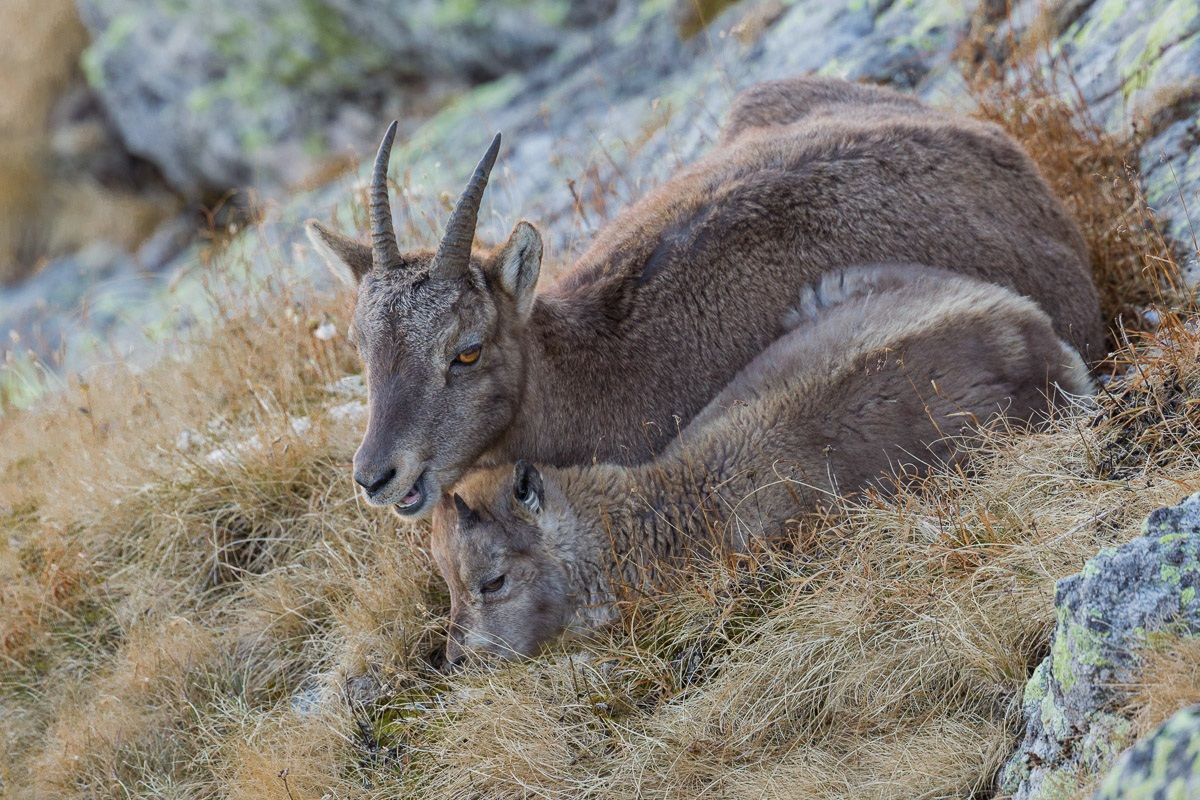 The maternal bond ... ibex female with kid...