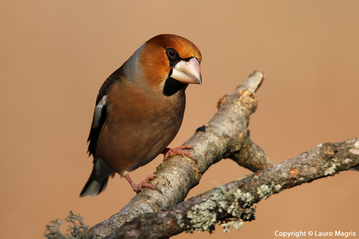 Hawfinch curious...