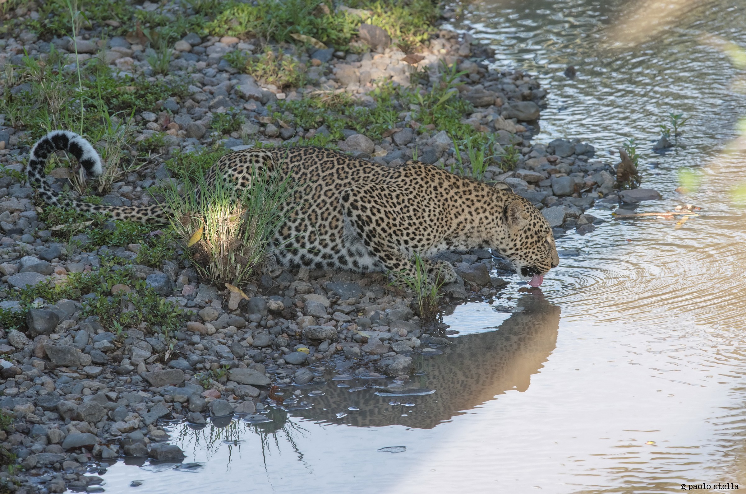 leopard drinking at the river...