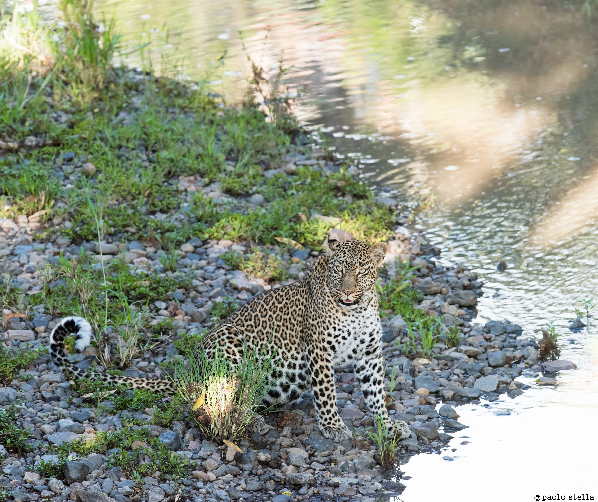 Leopard at the river...