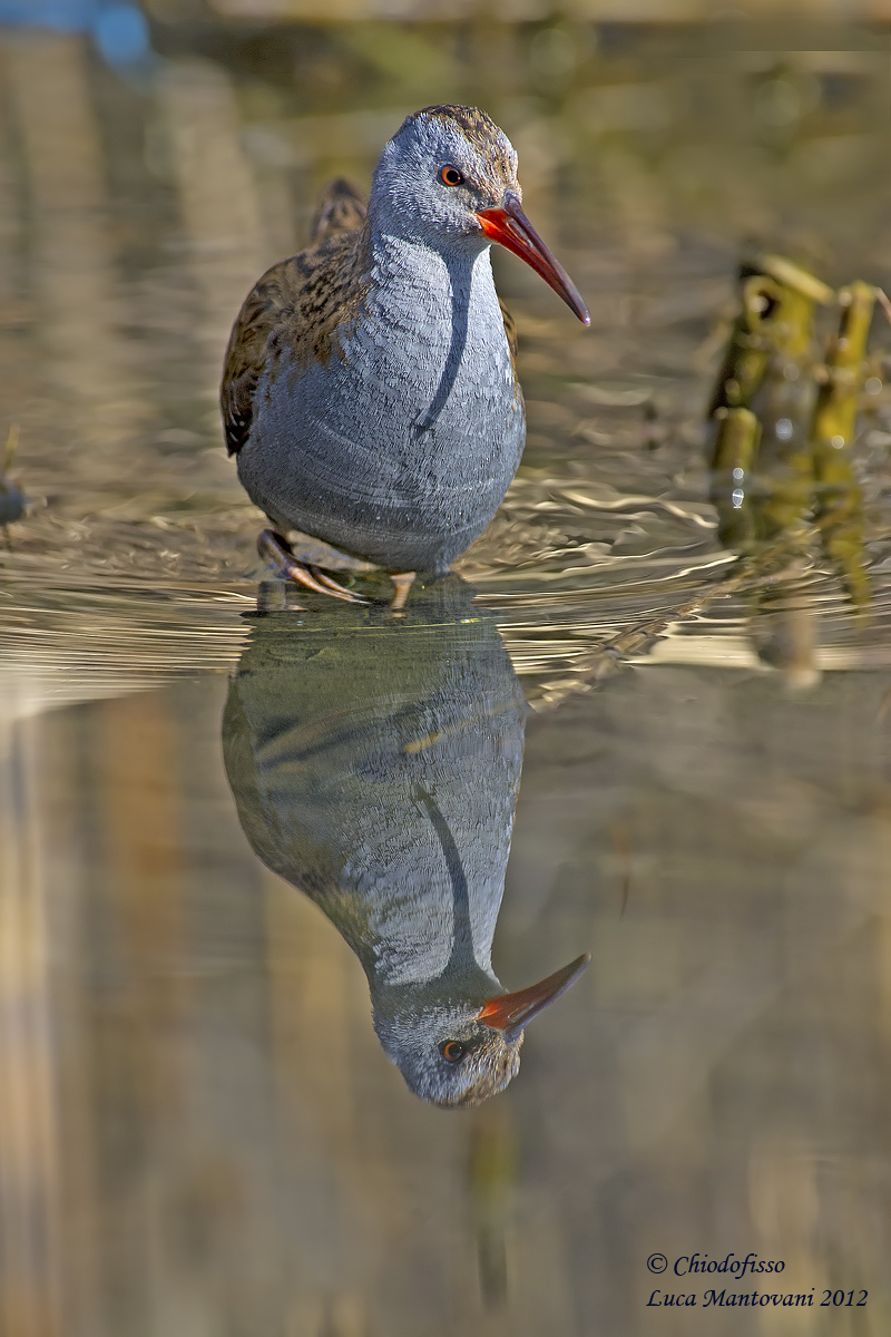 Water Rail in the mirror...
