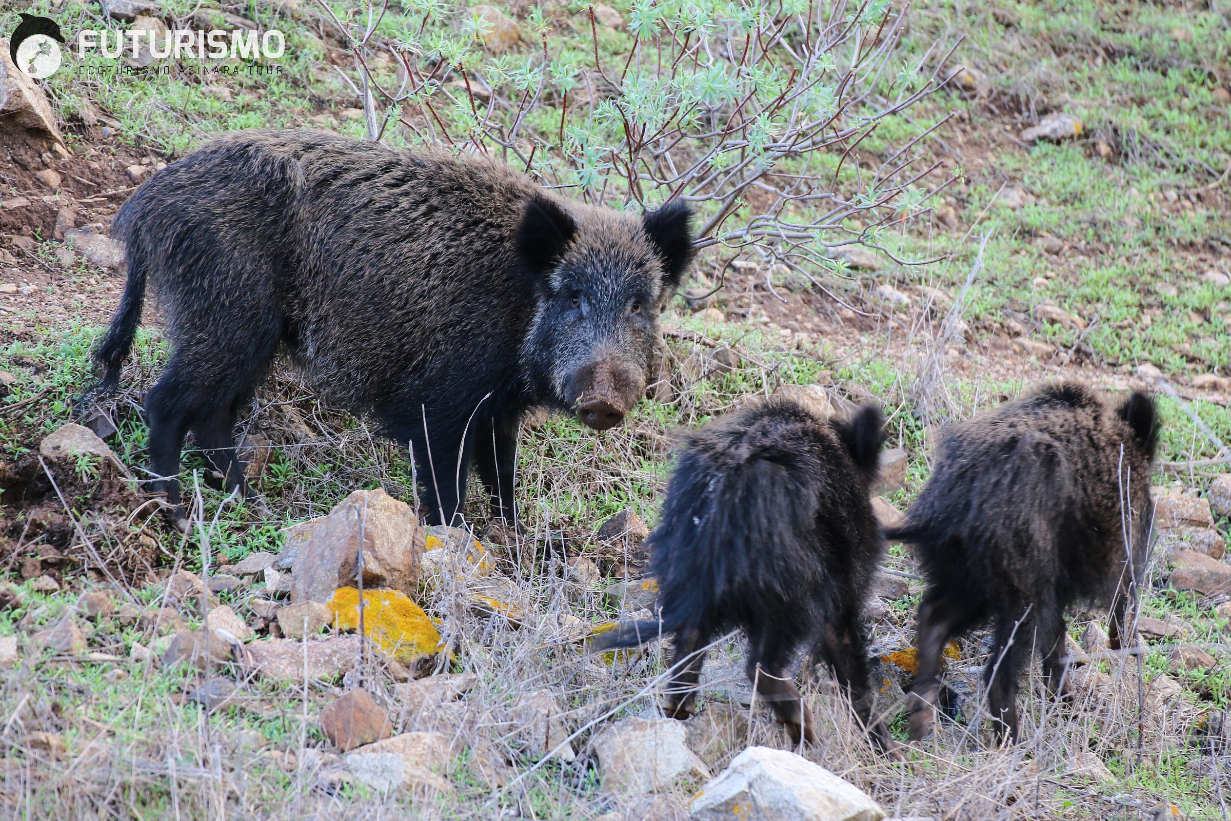 Wild boar with offspring...