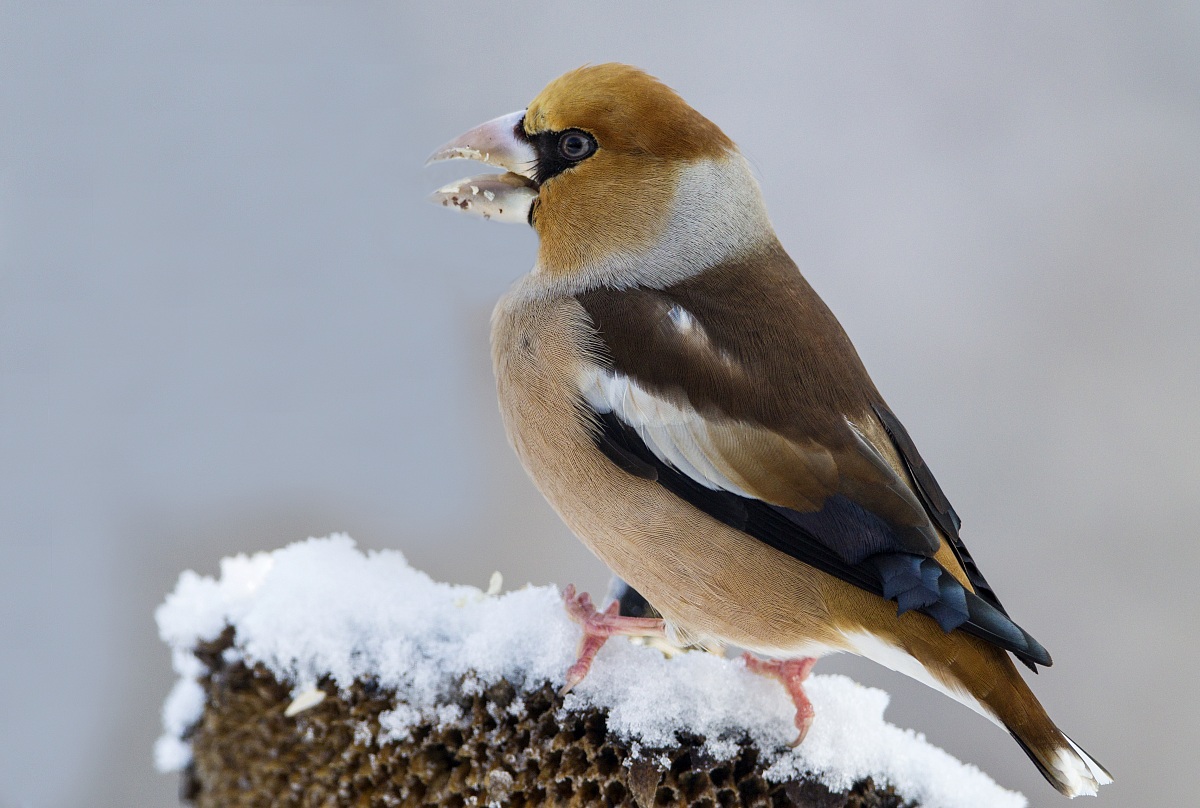 Hawfinch hungry...