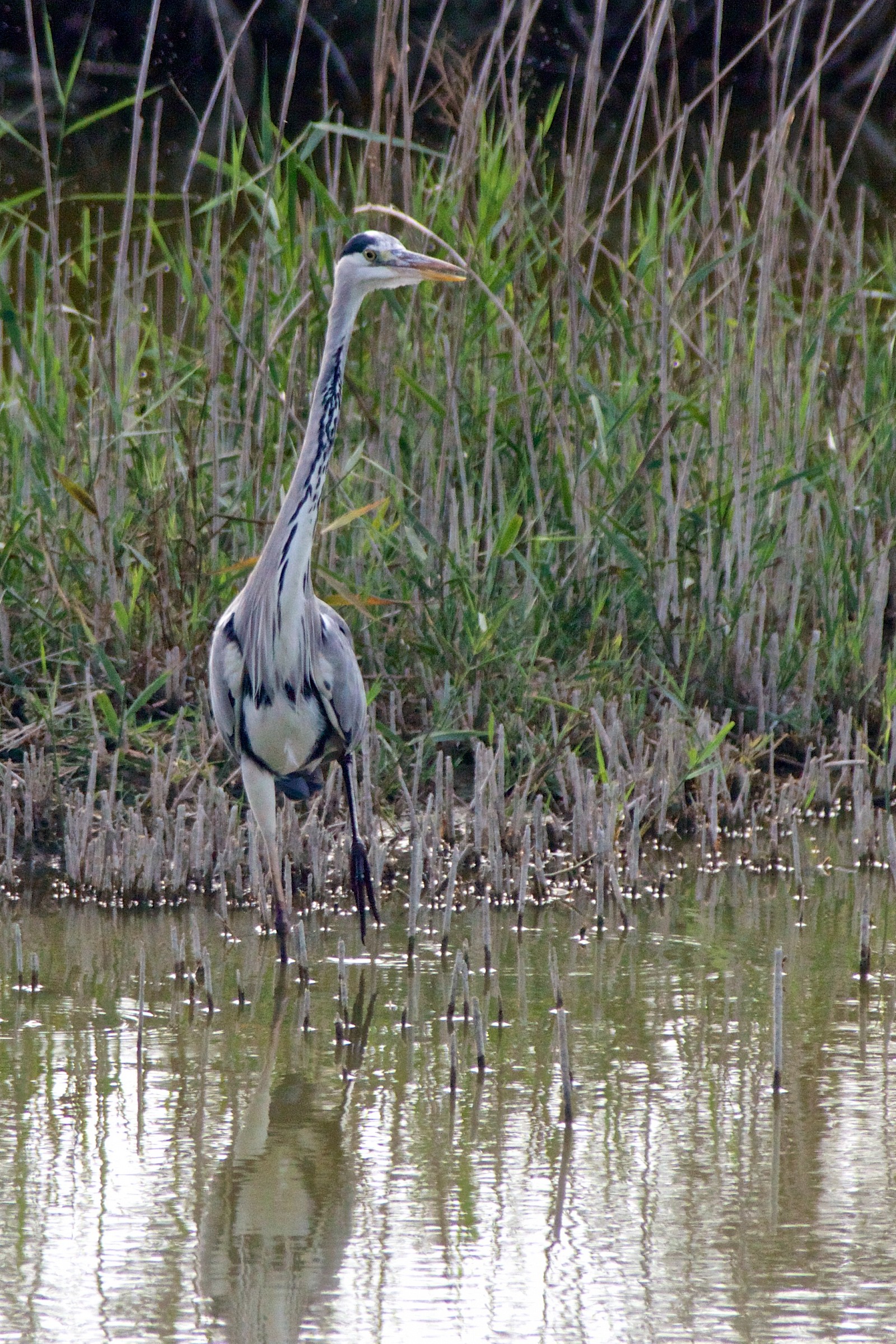 Grey Heron...