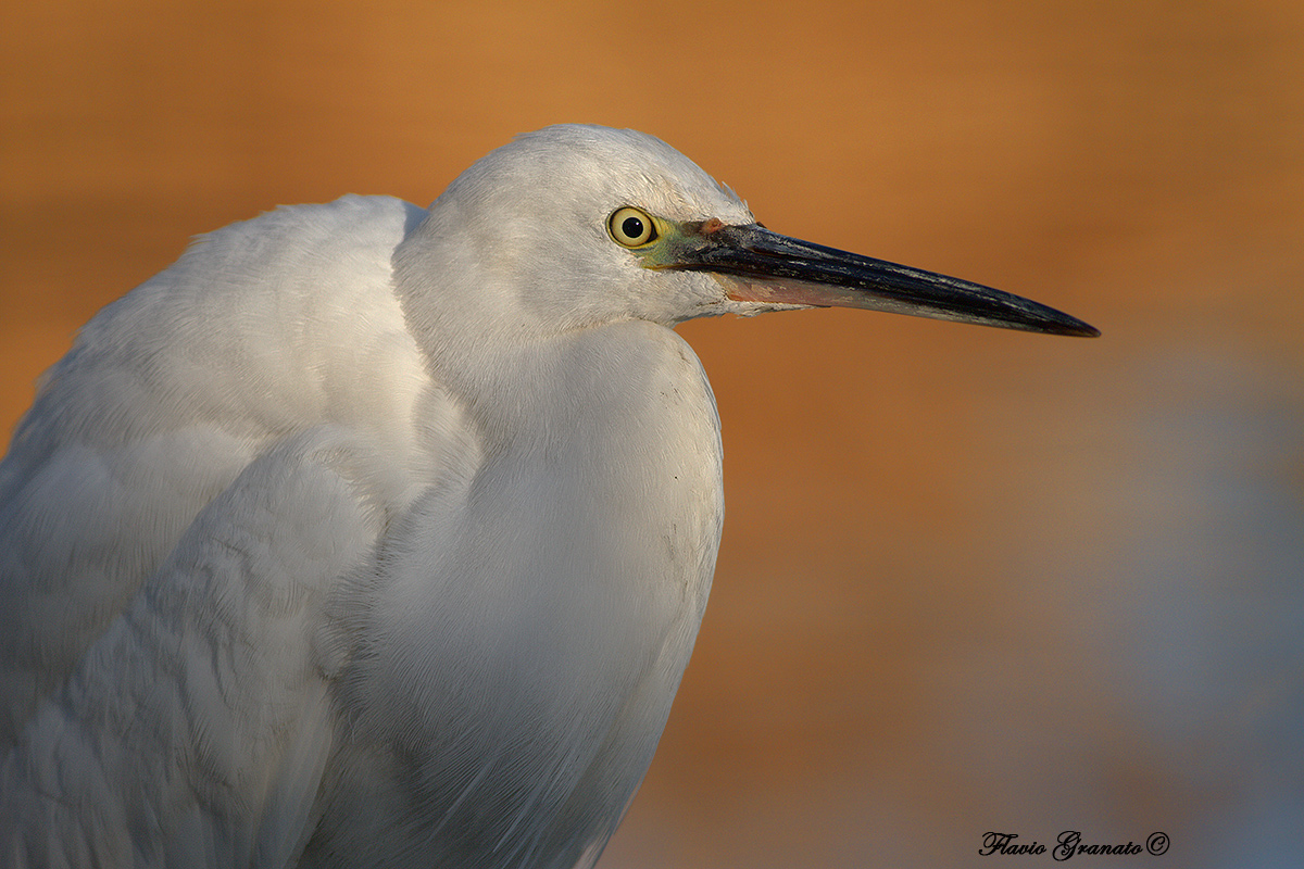 portrait of egret at sunset...