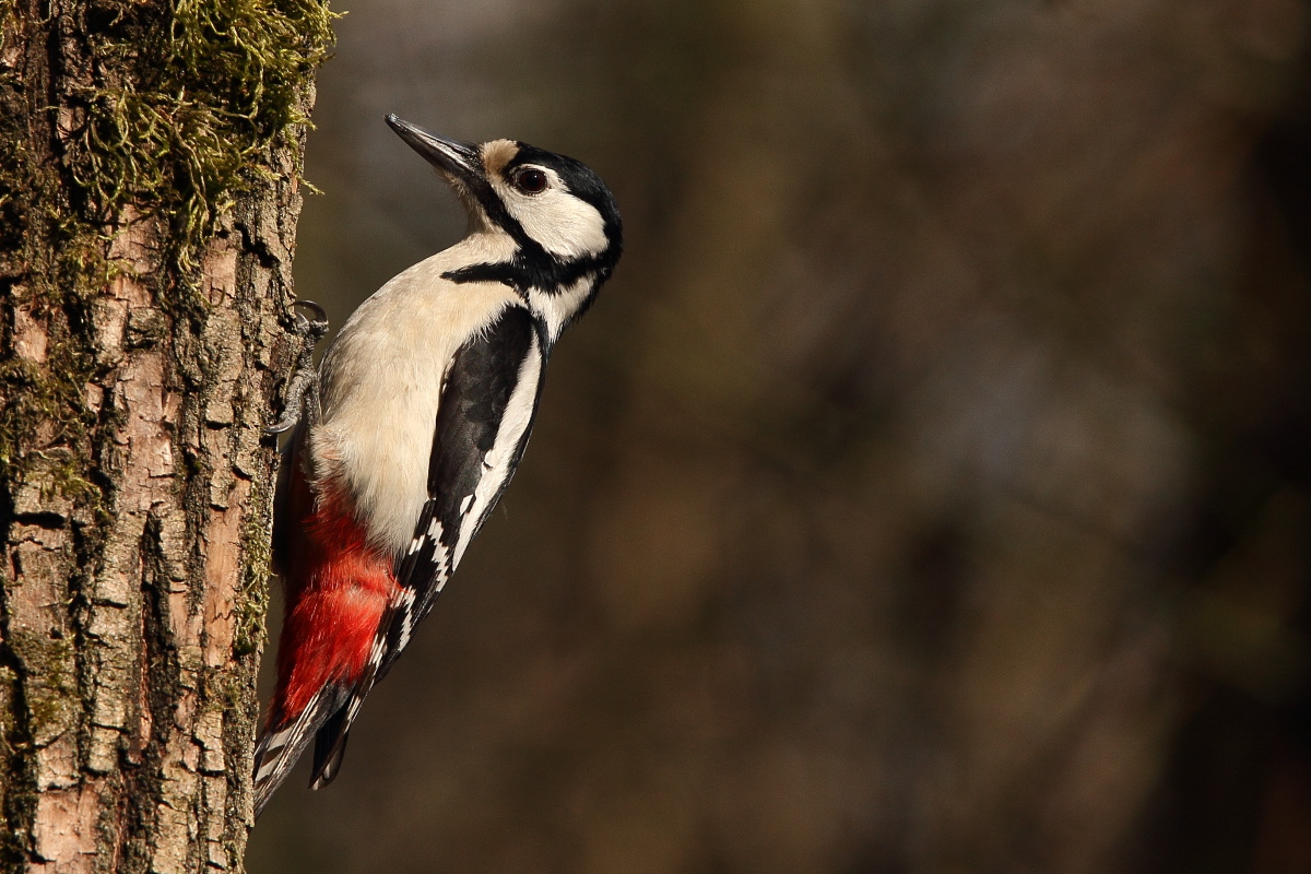 finally .... woodpecker...