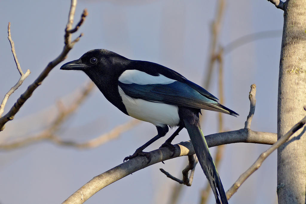 Magpie...