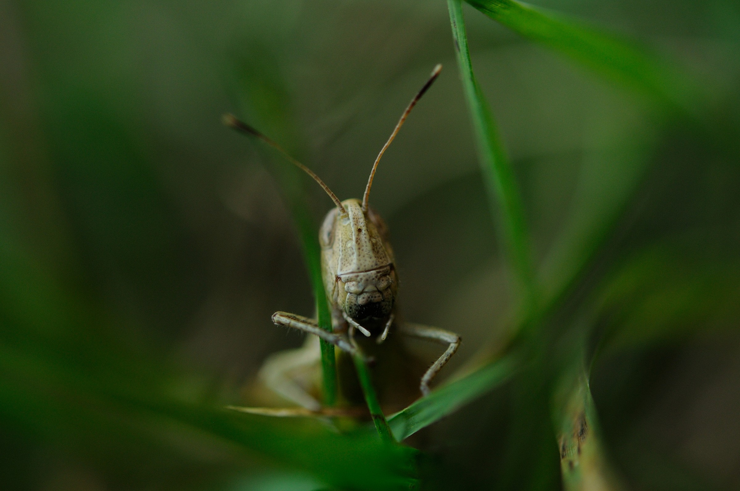 Grasshopper in the grass...