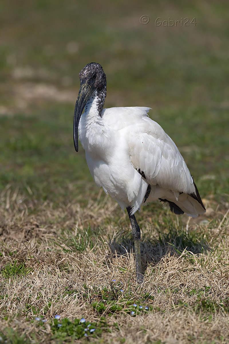 sacred ibis juv...