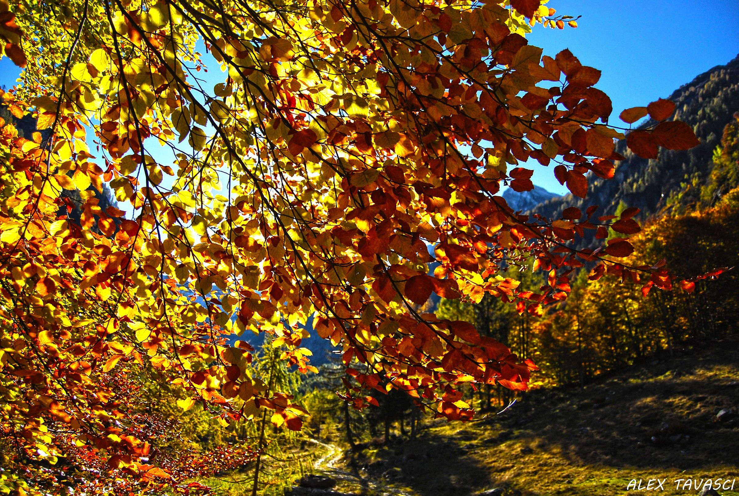 Colors of Autumn....