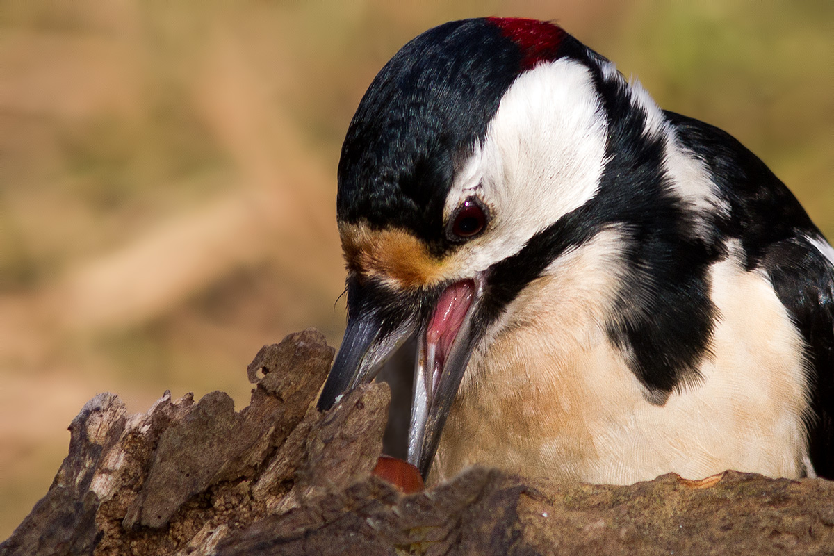 Spotted Woodpecker portrait...