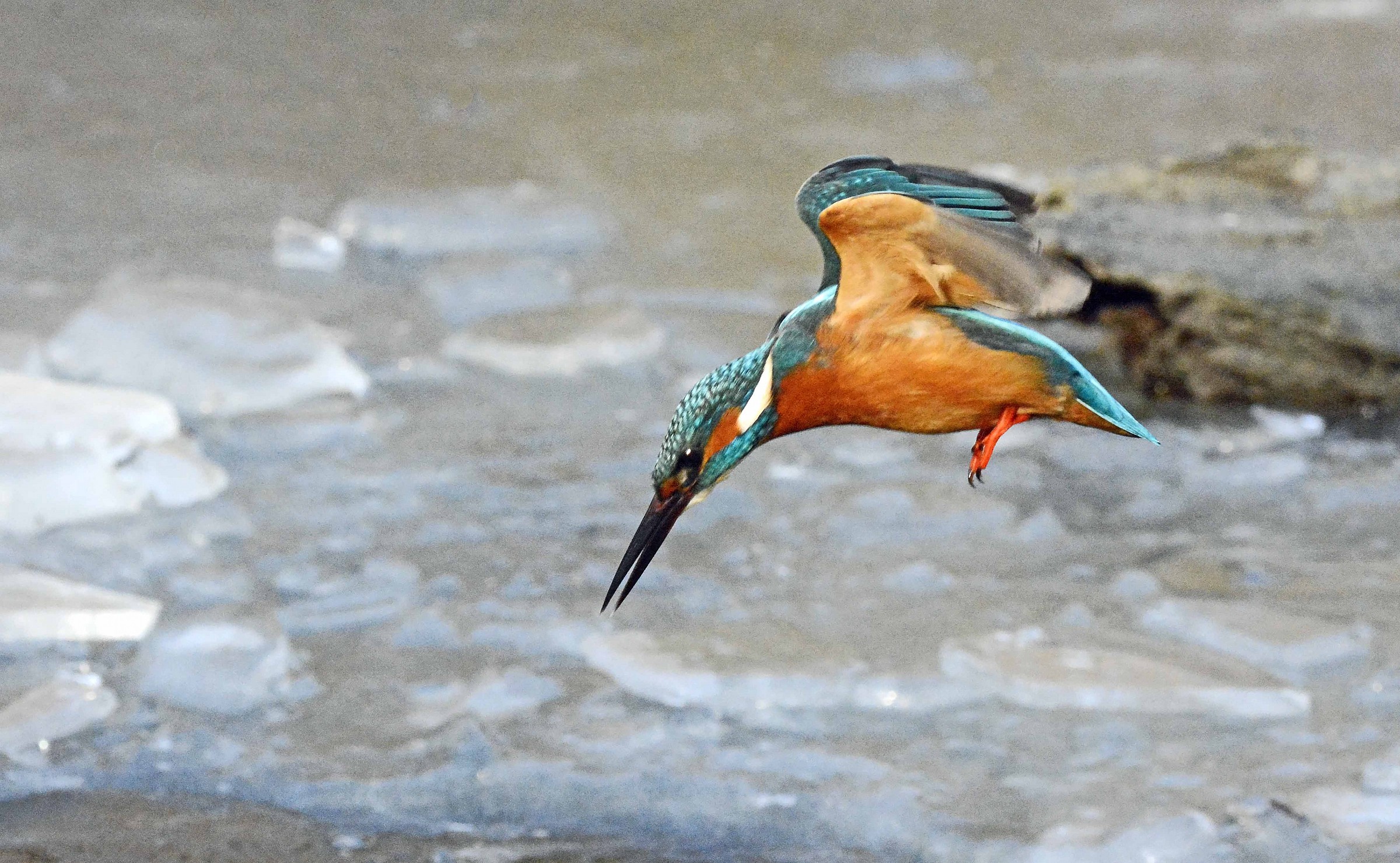 Kingfisher in Plunge...