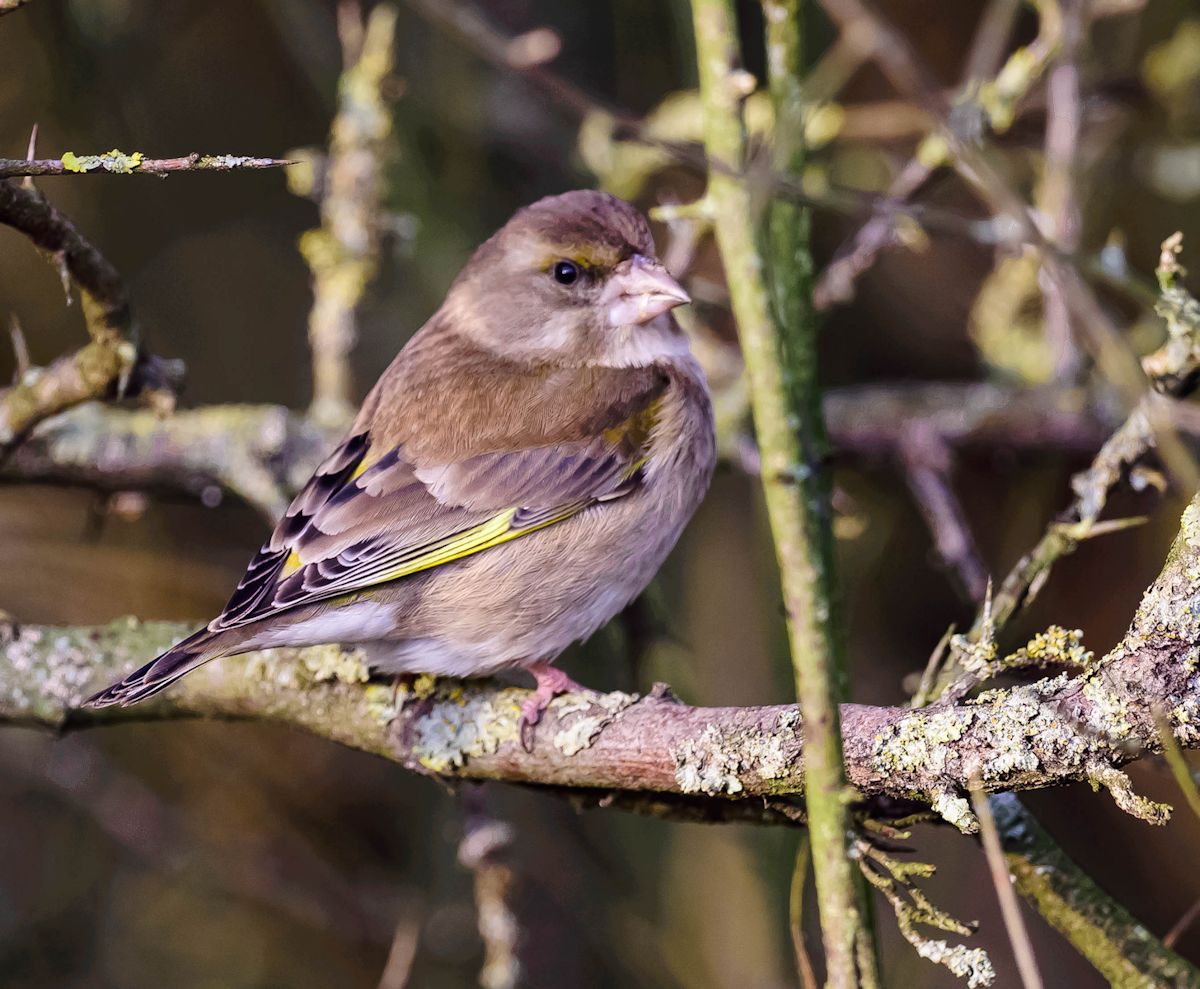 finch...