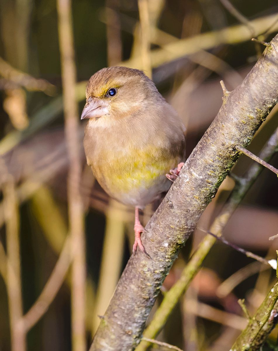 greenfinch...