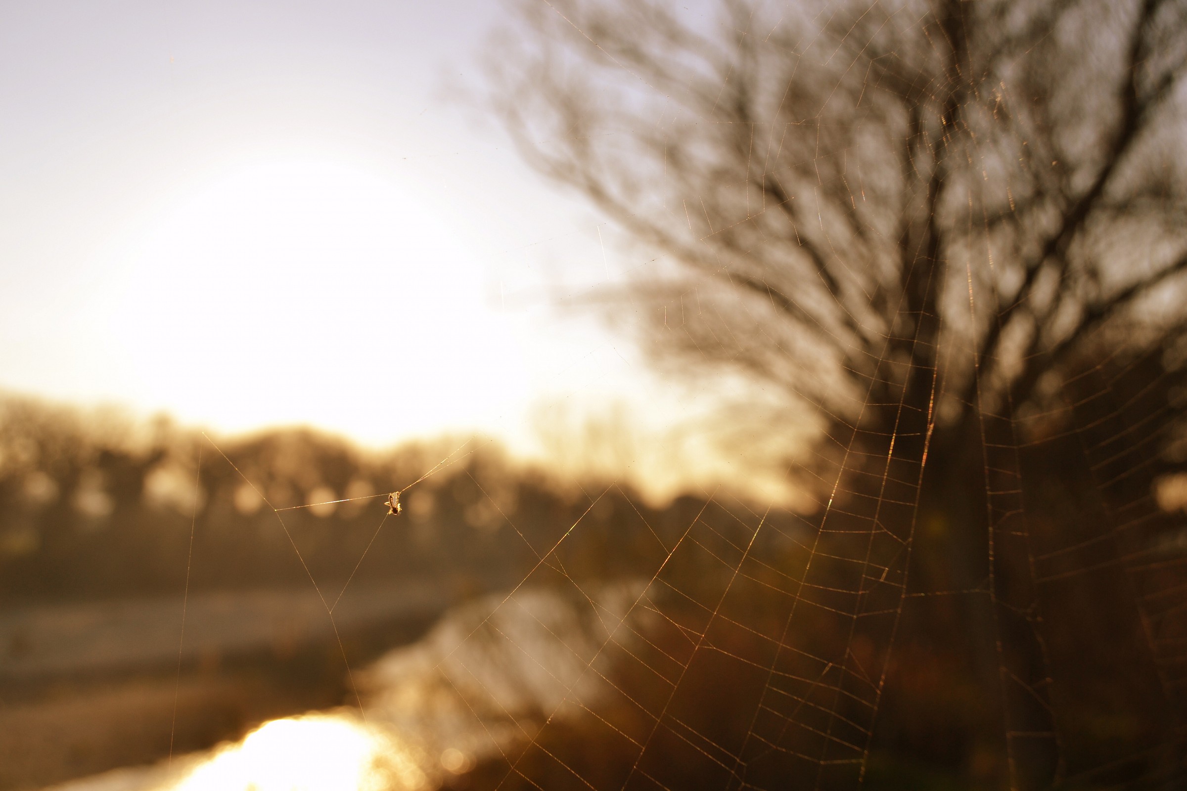 Cobweb on the river...