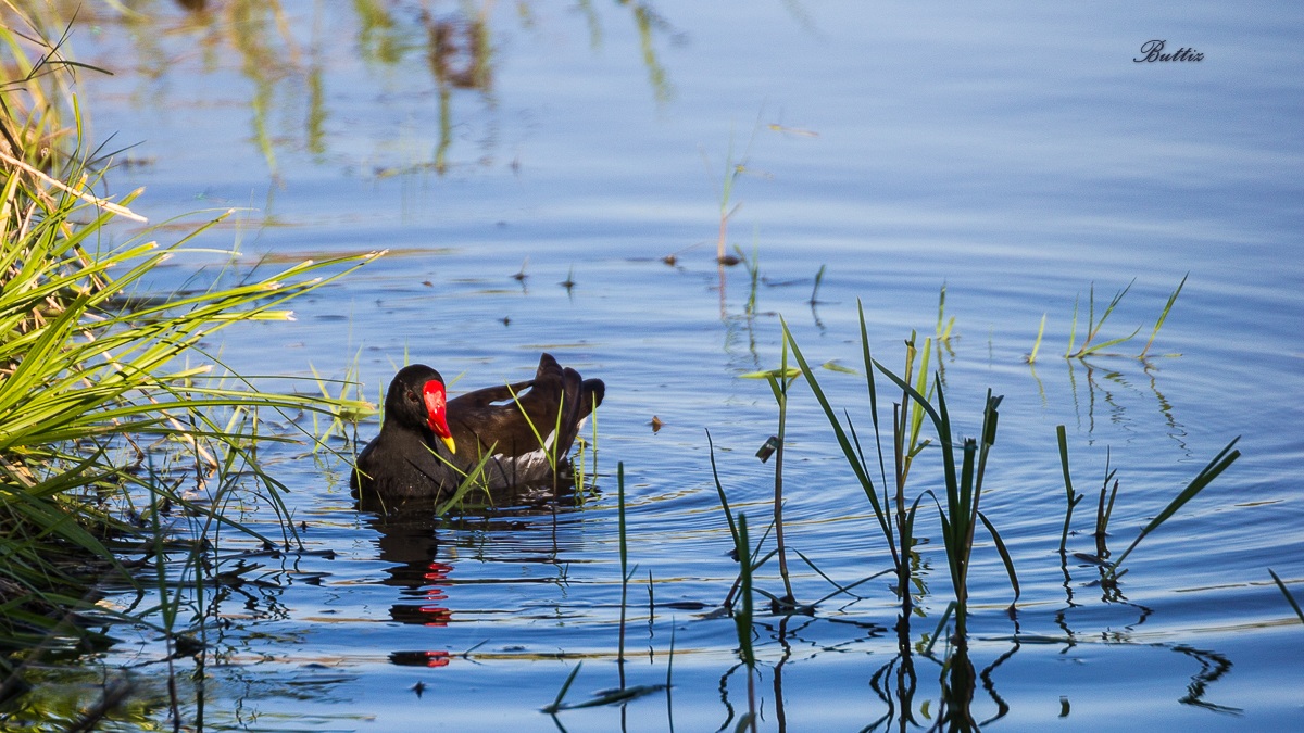 Moorhen...