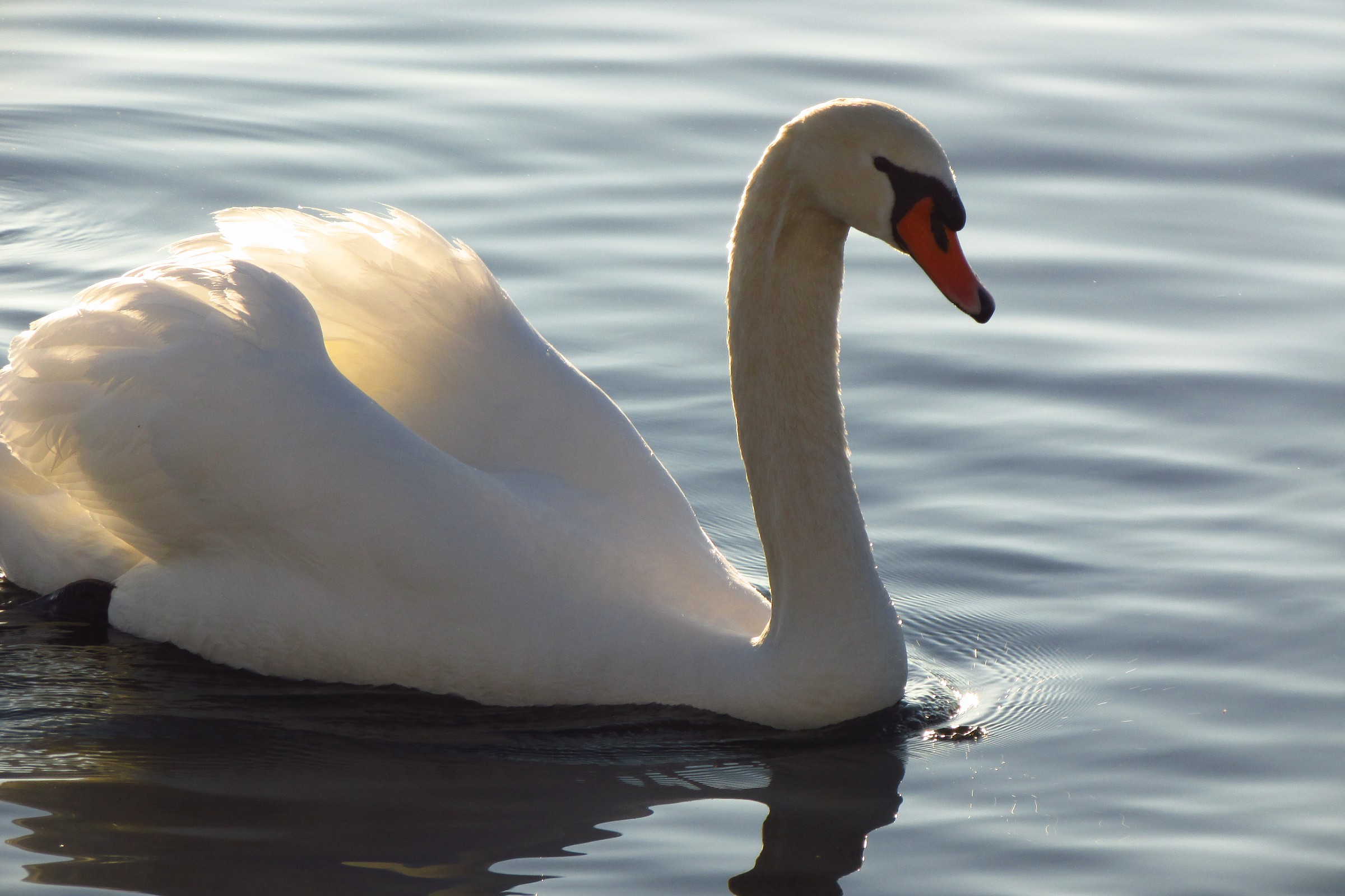 Swan's Reflection...