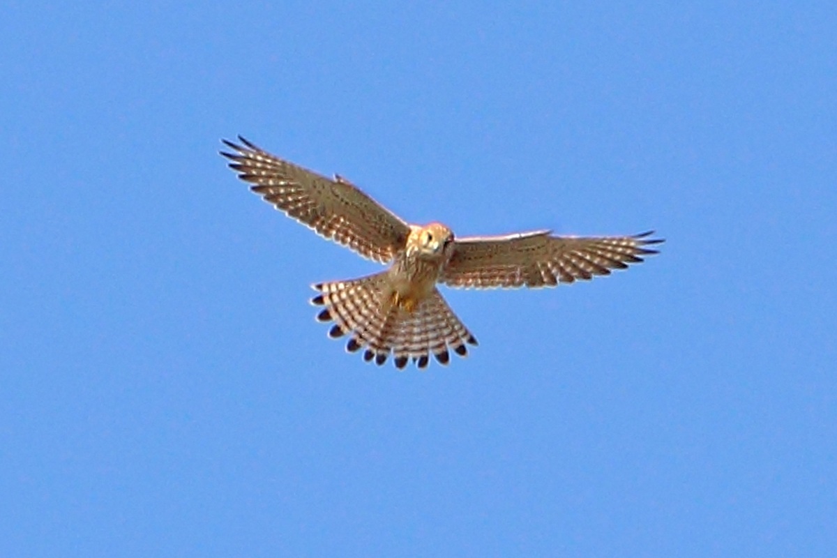 Kestrel...