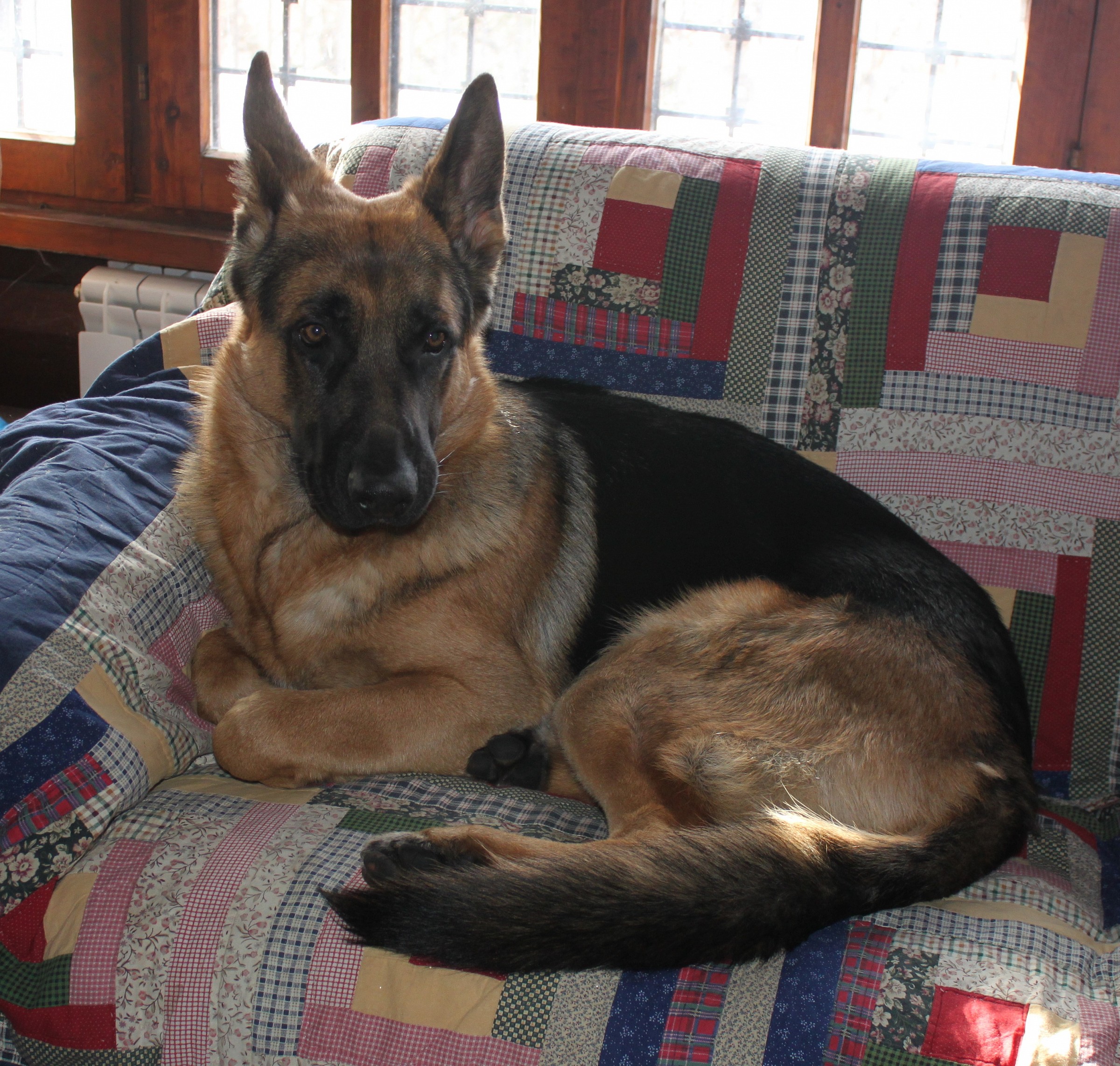 German Shepherd on the couch...