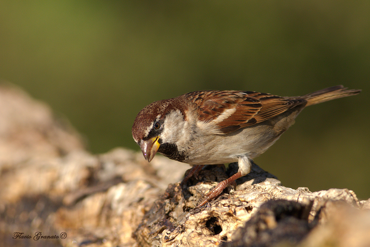 sparrow...