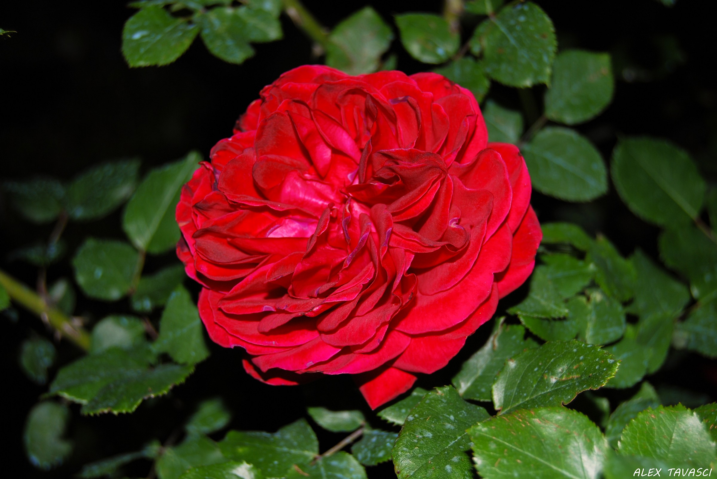 Rosa in fiore....