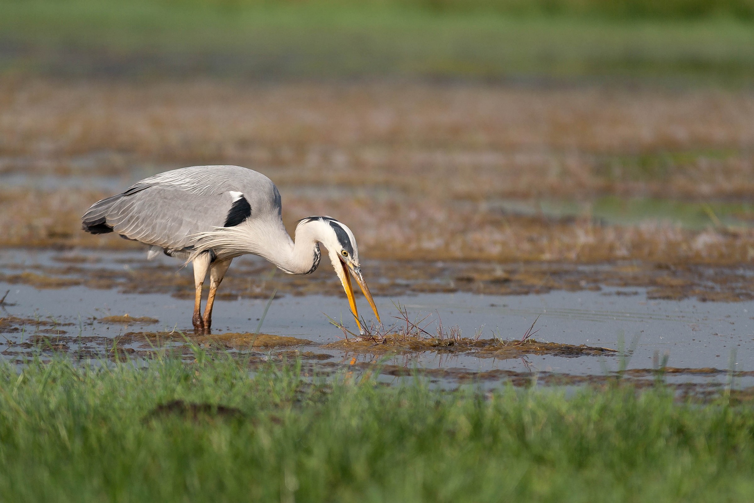 Ardea cinerea...