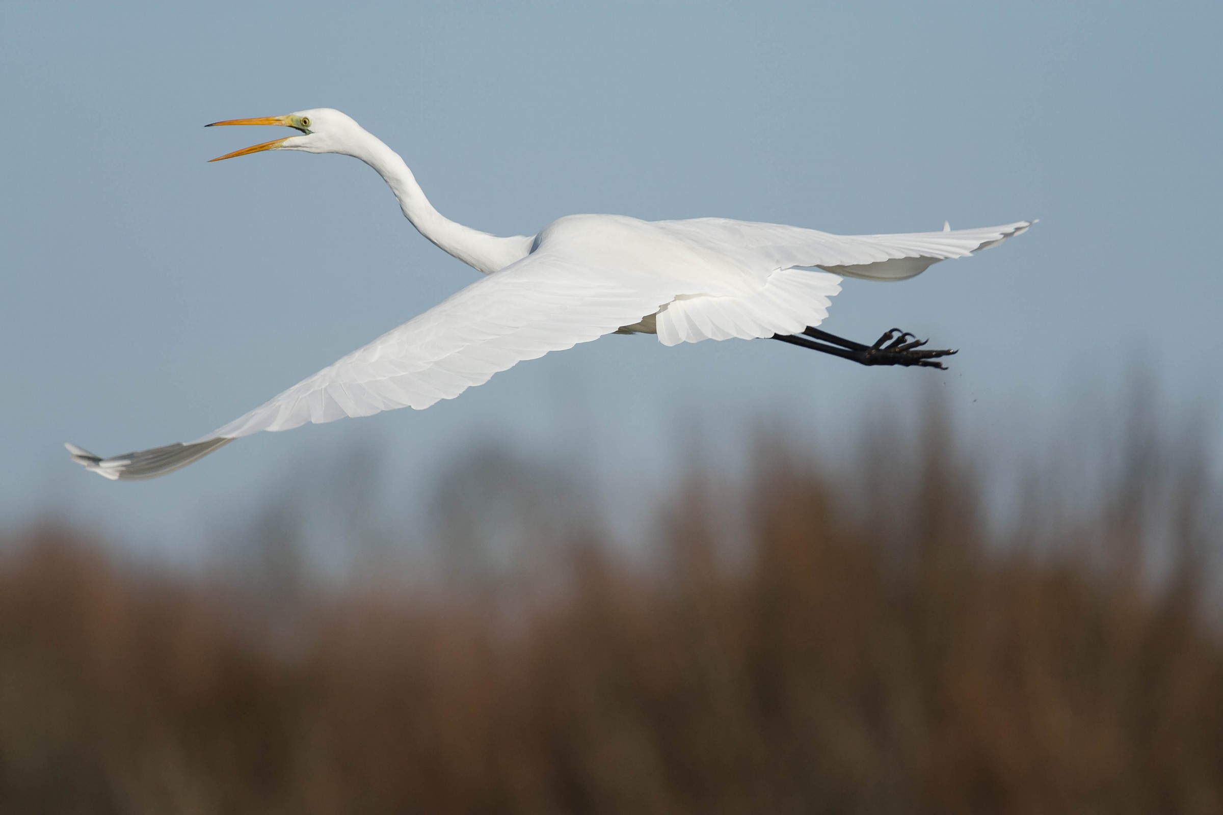 Egretta alba...