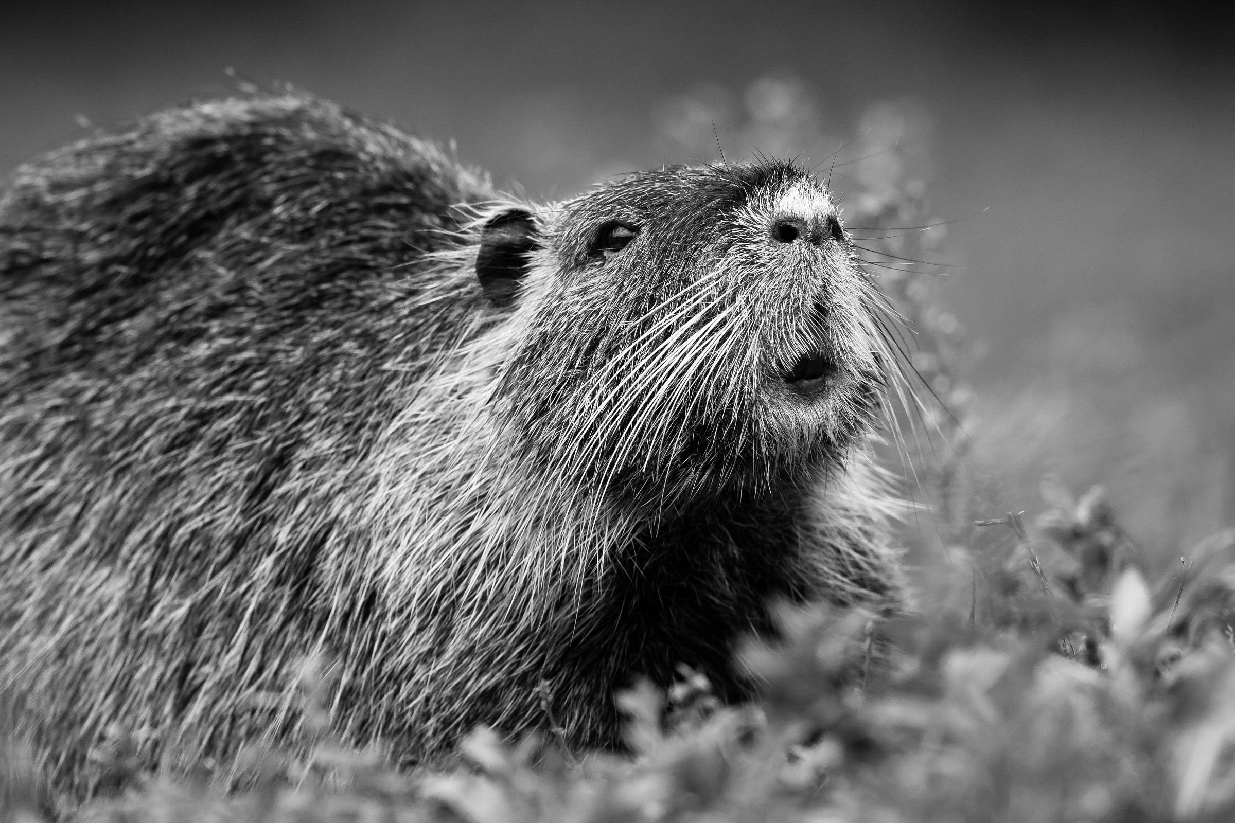 Myocastor coypus...