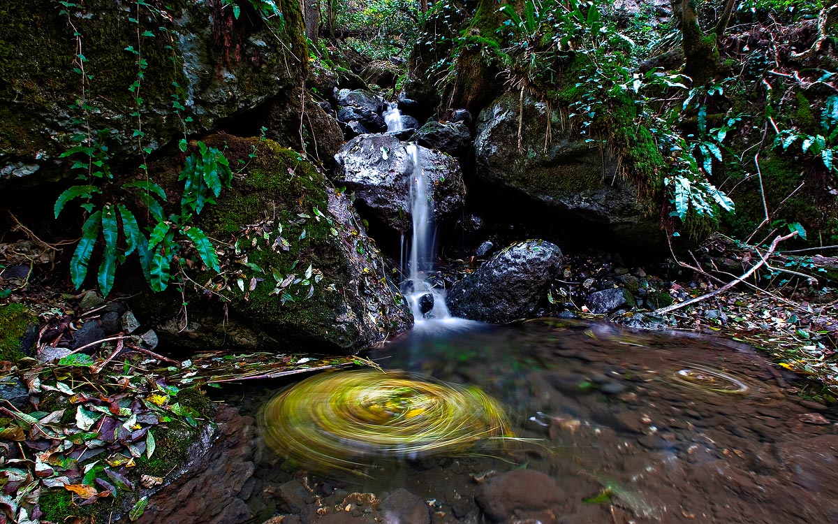 Whirling leaves...