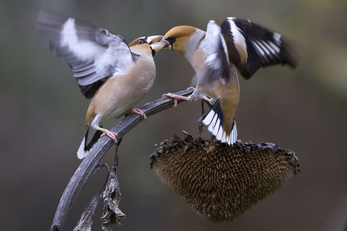 Arguing on sunflower...