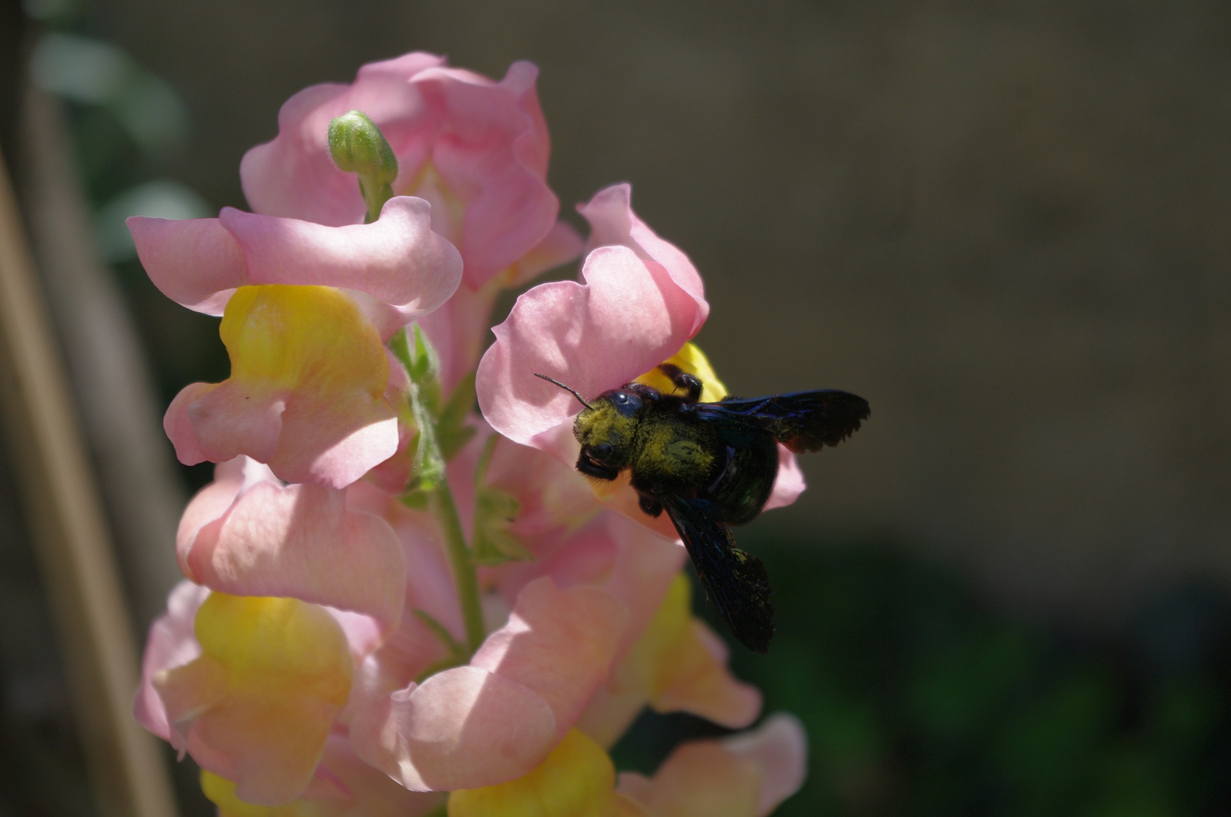 Pollination...