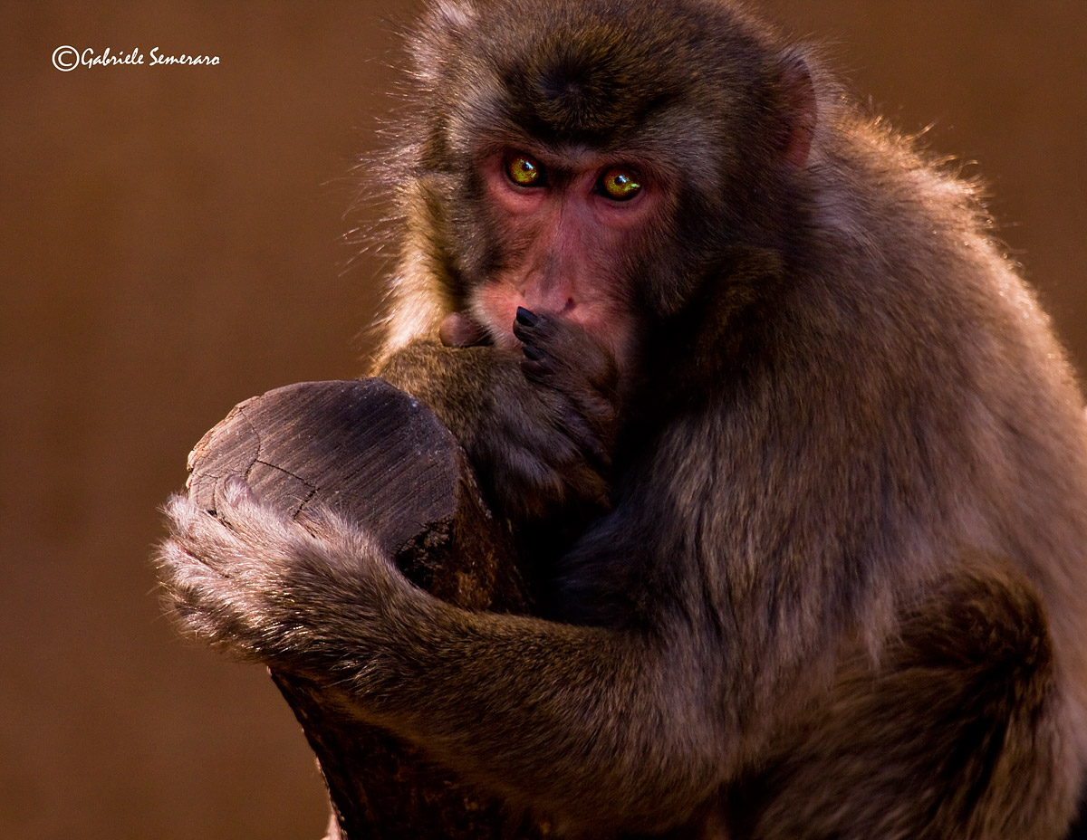 Japanese Macaque (Macaca fuscata)...