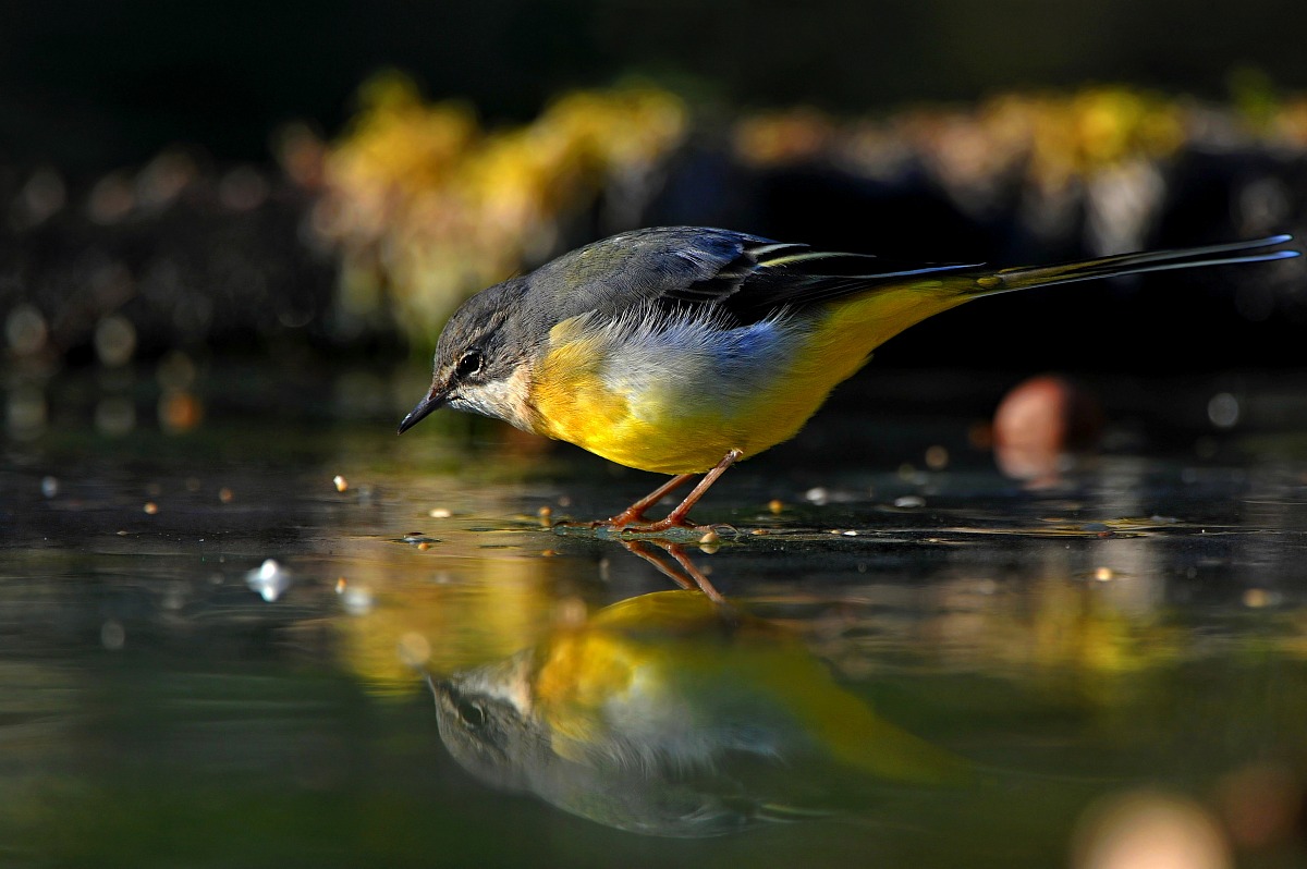Wagtail ... on ice...