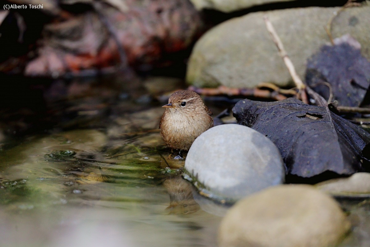 Wren...