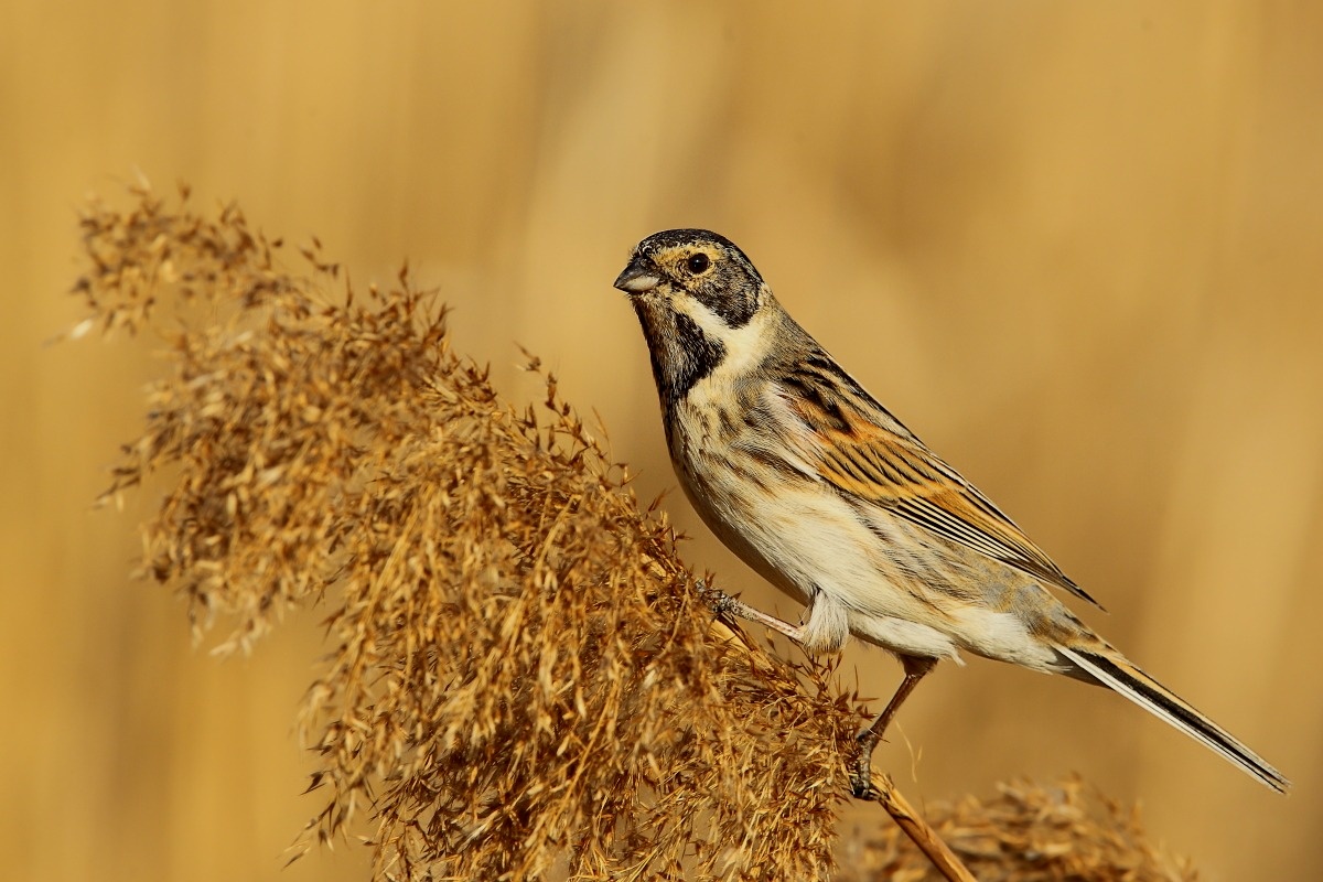 Reed Bunting m...