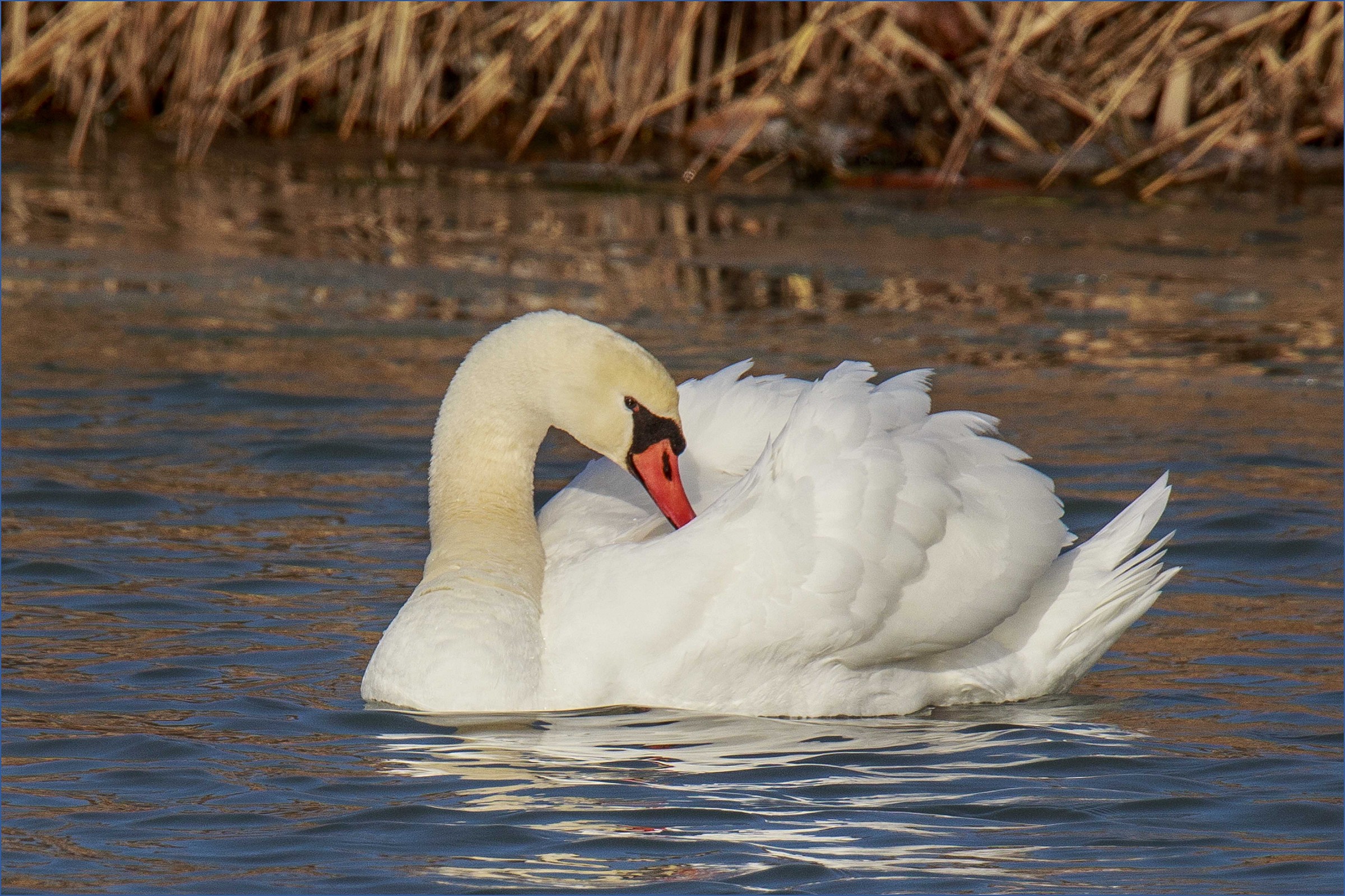 White Swan...