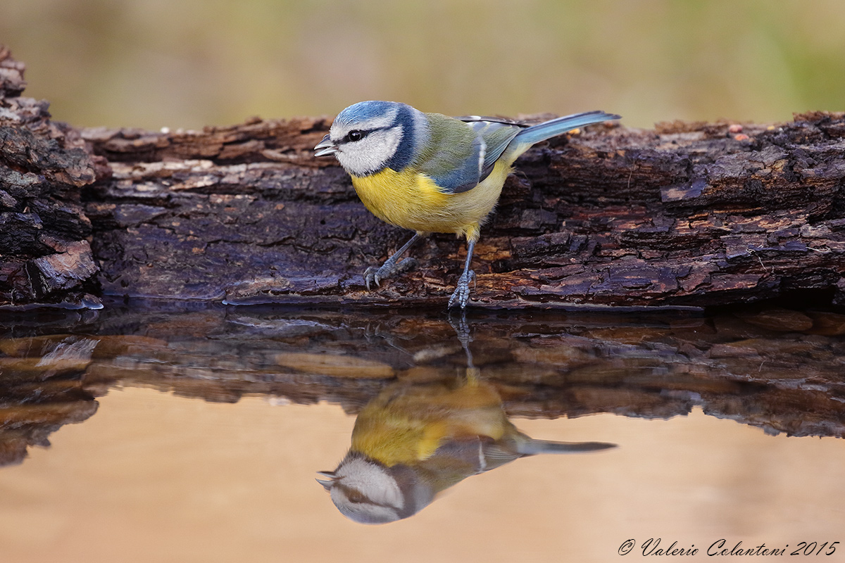 Tit in the mirror ......
