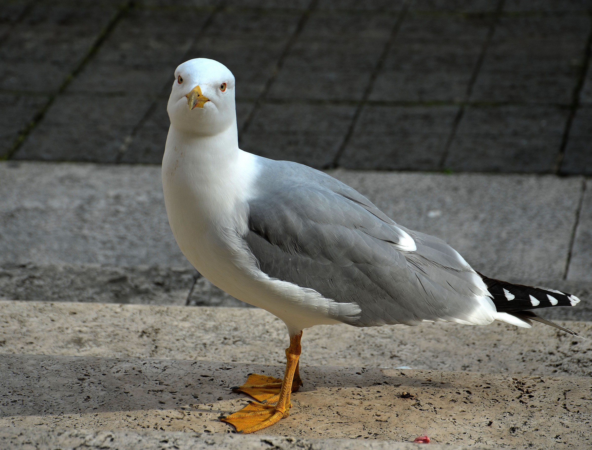 Look seagull...