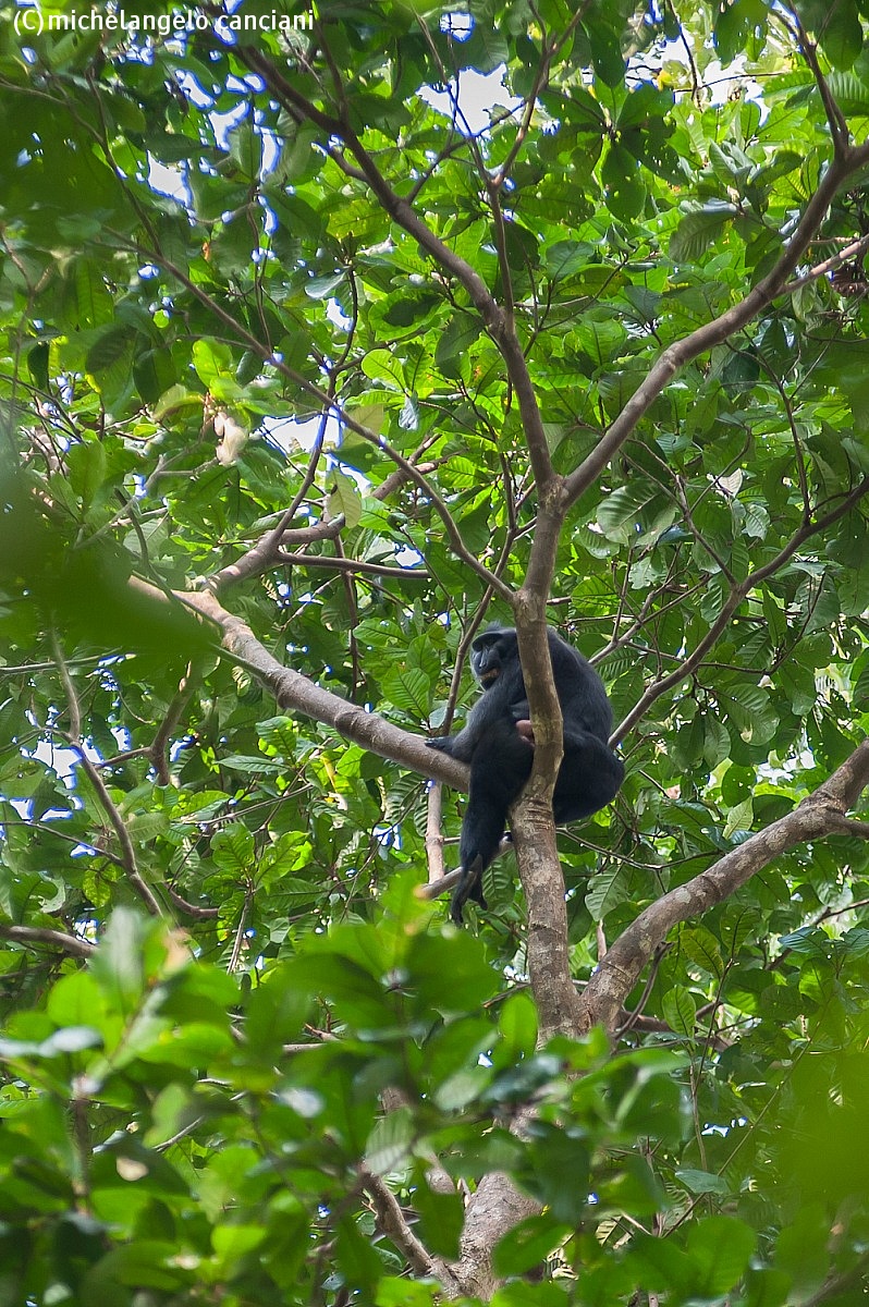 macaca nigra...