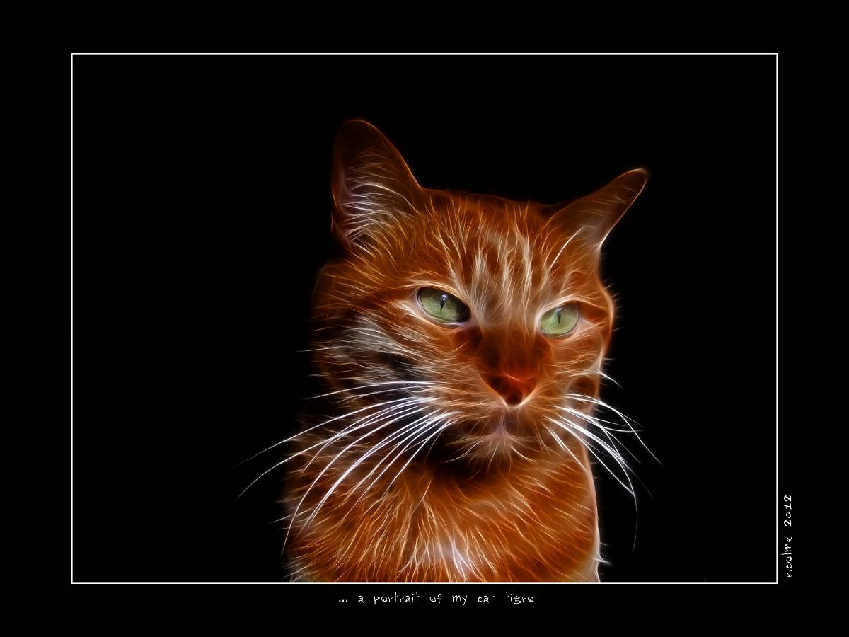 a portriat of my cat...