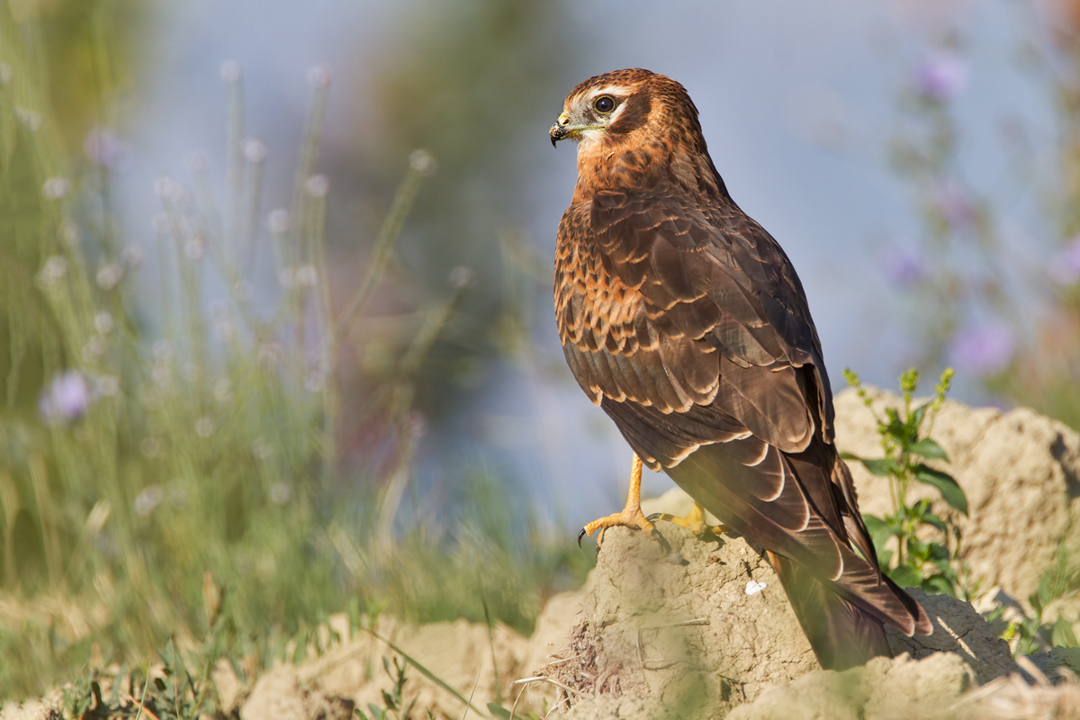 Juv. harrier...