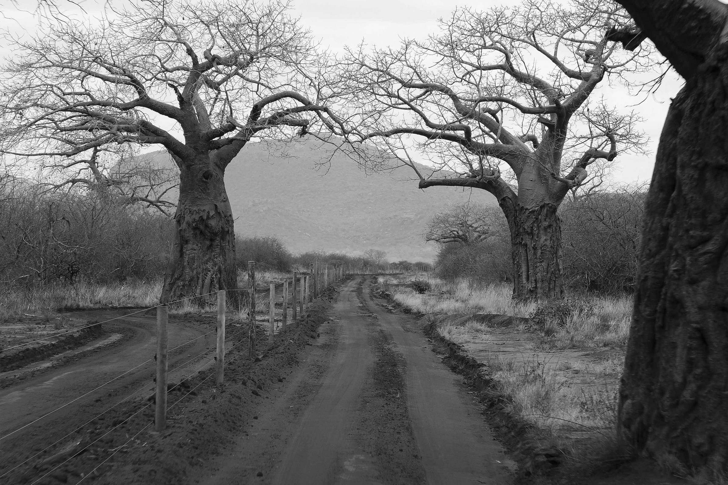 Kenya_Baobab_B\W...