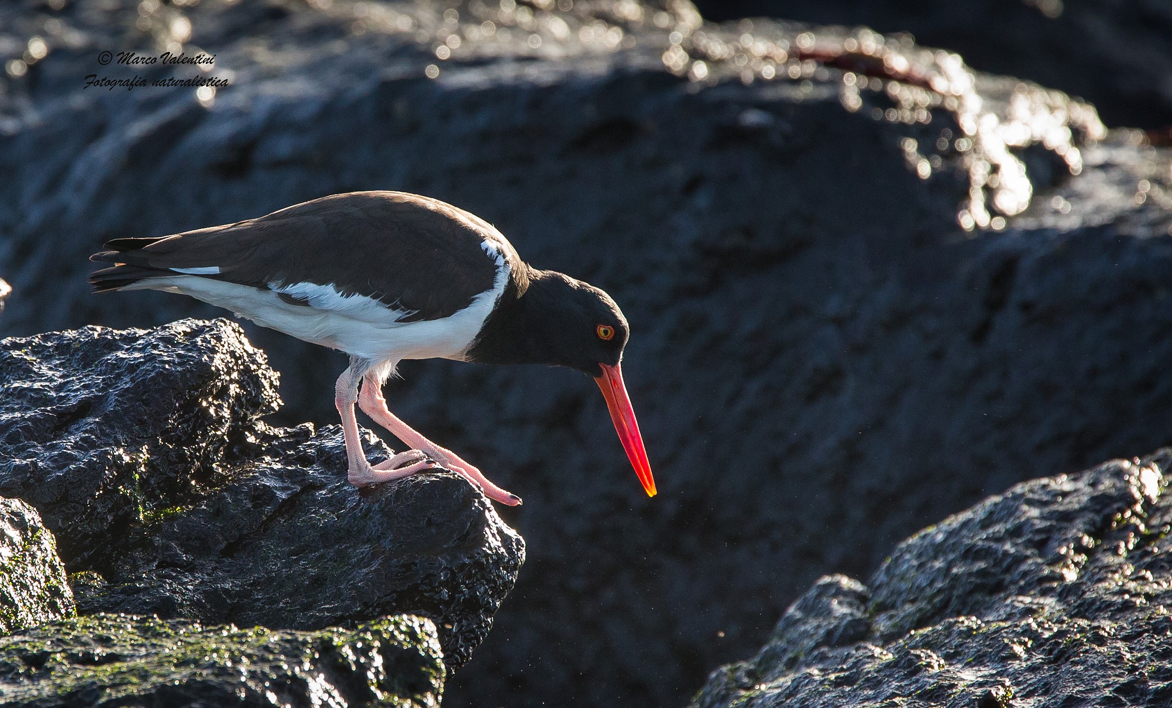 Beak of coral...