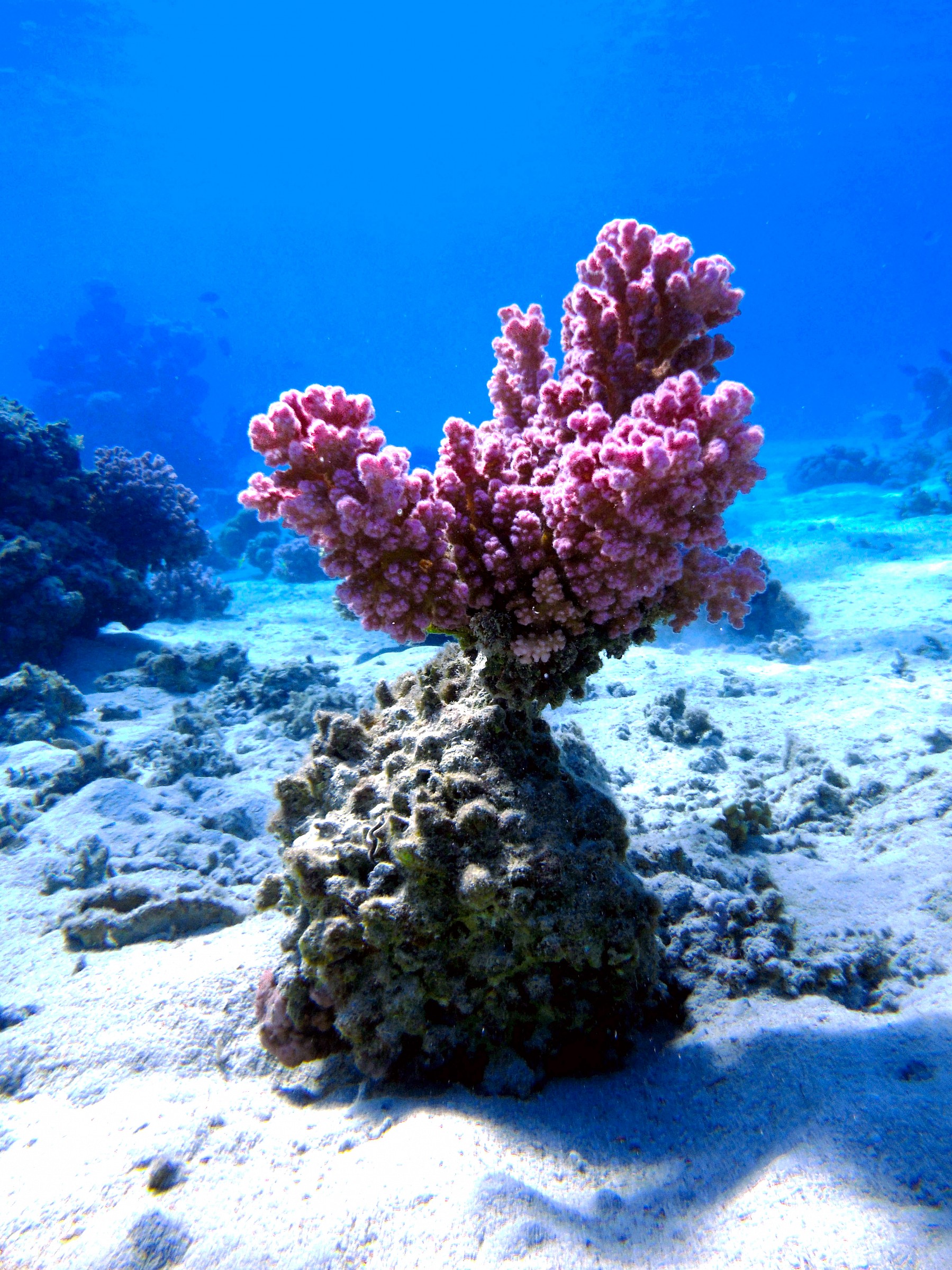 Coral...