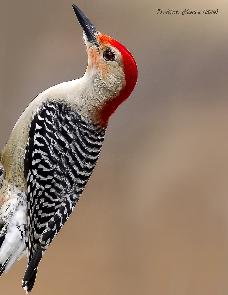 Picchio (red bellied woodpecker)...