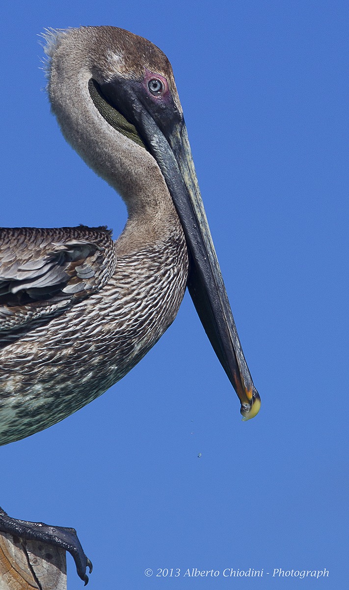 Brown Pelican (Close up)...
