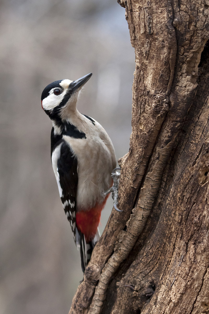 Woodpecker Masculo...