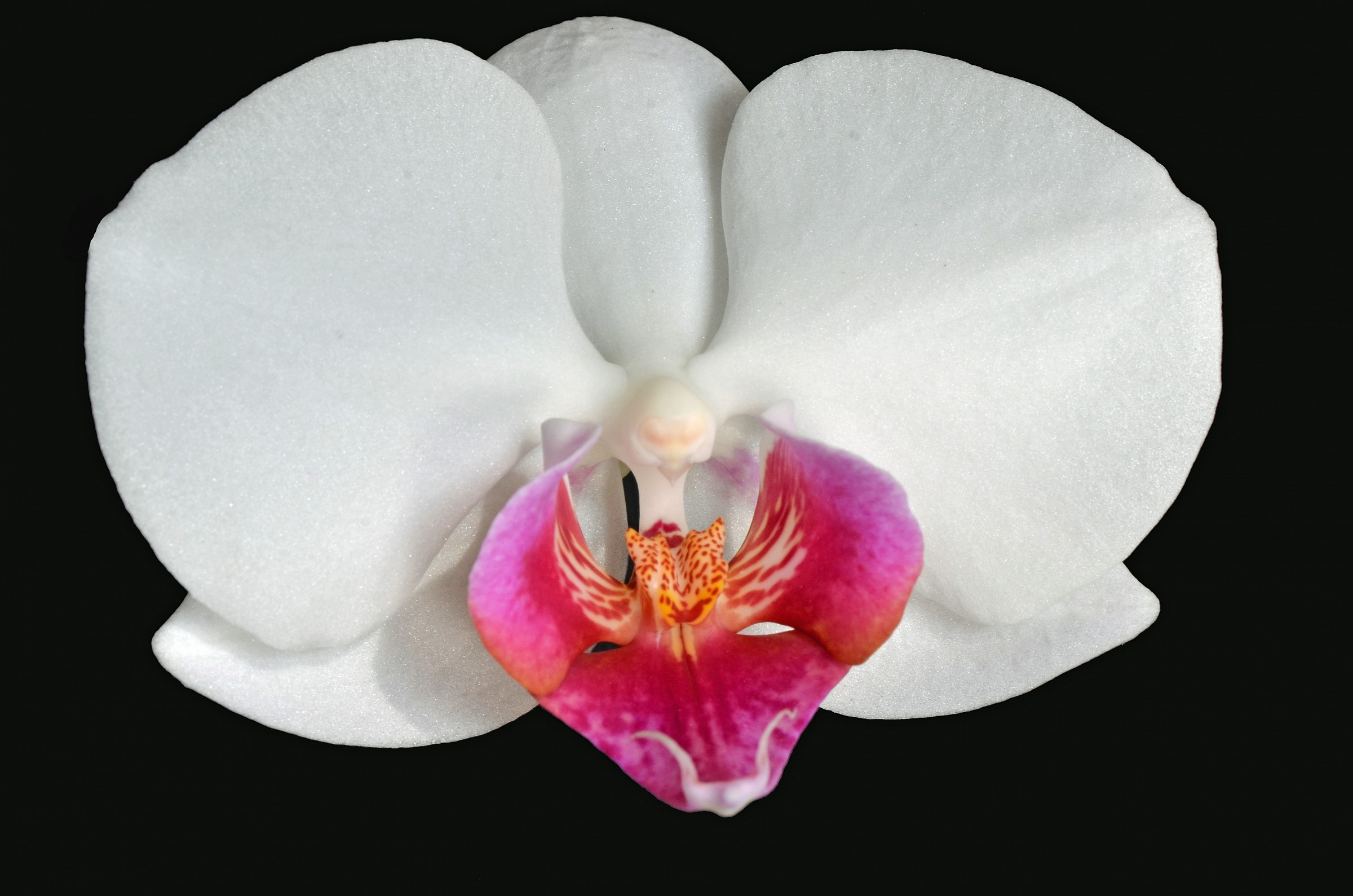 orchidea 2...