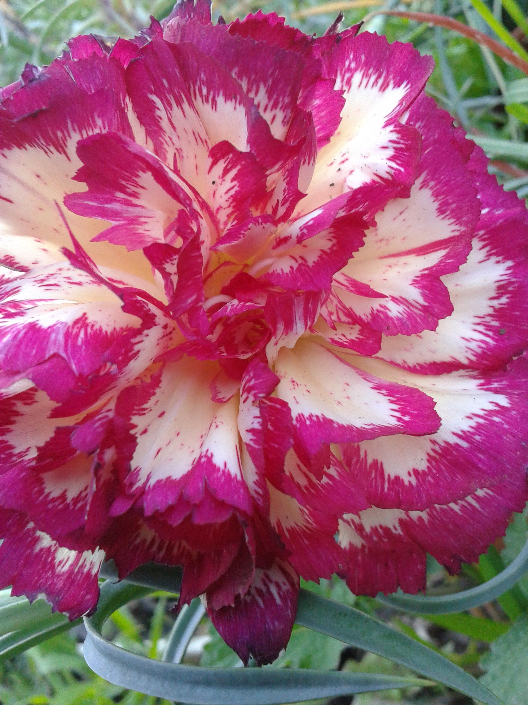 Pink...